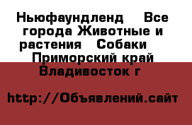 Ньюфаундленд  - Все города Животные и растения » Собаки   . Приморский край,Владивосток г.